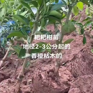 耙耙柑苗