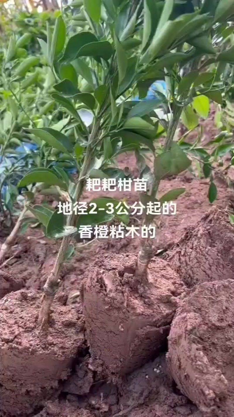 耙耙柑苗