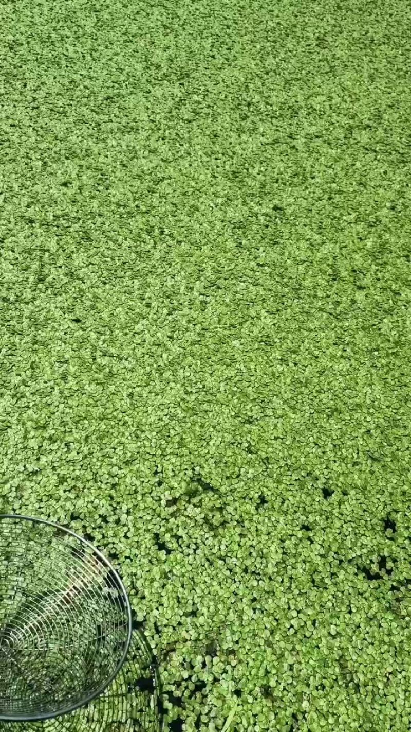 小叶浮萍