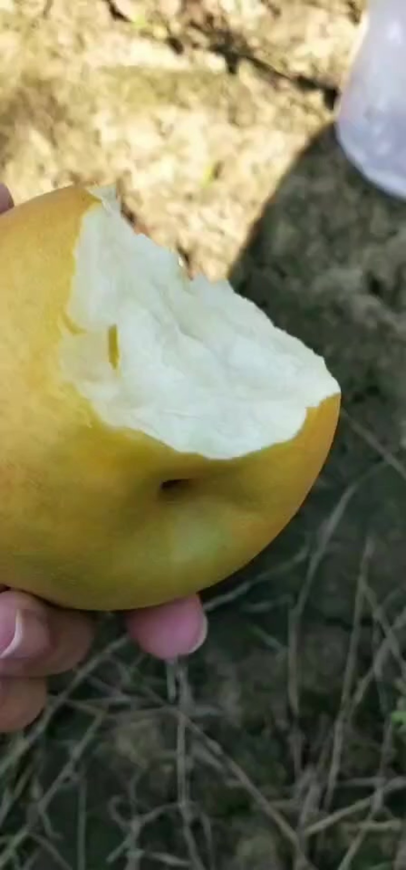 华山梨