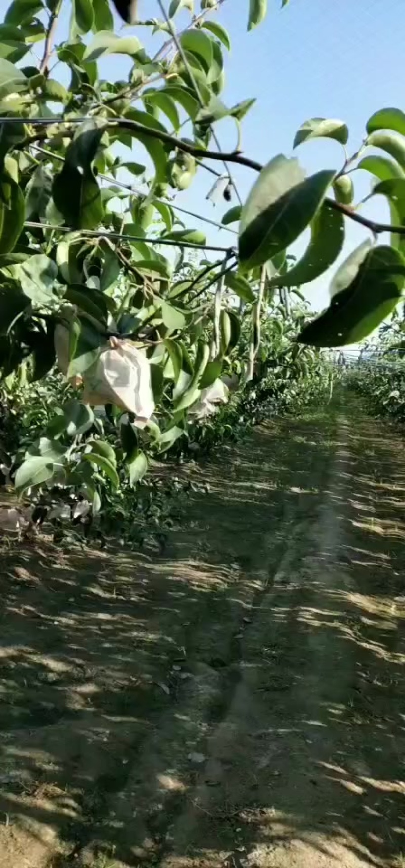 华山梨