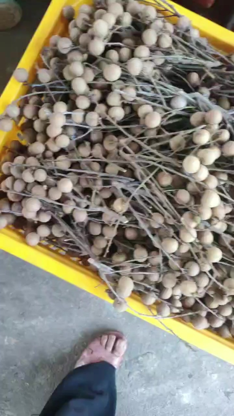 龙眼