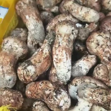 松茸