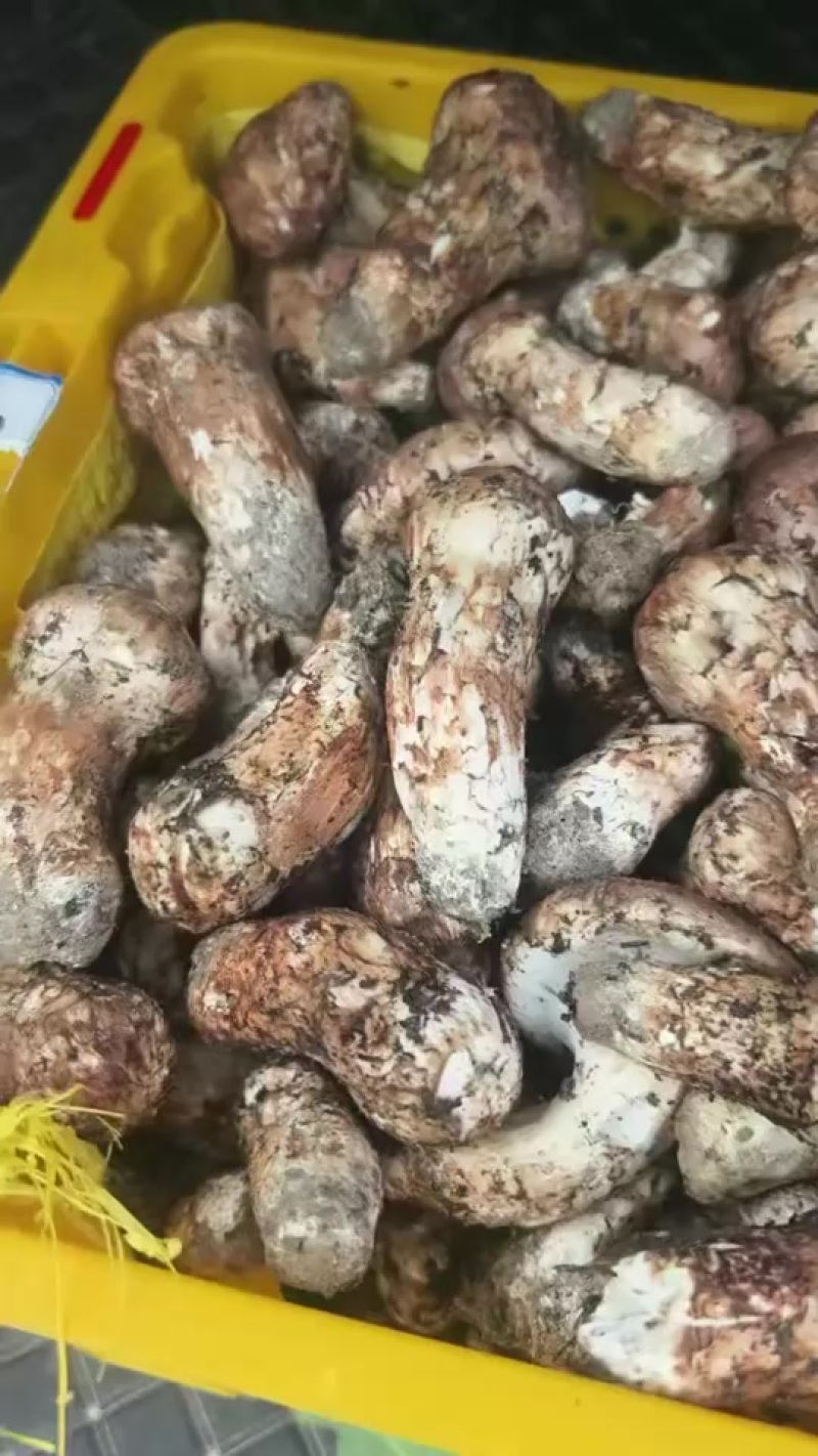 松茸