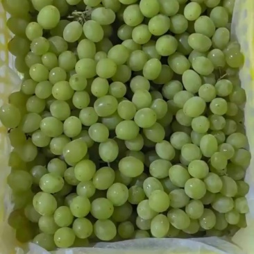 新疆马奶提