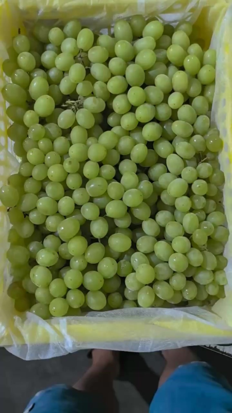 新疆马奶提