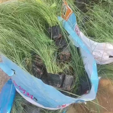 粉黛乱子草