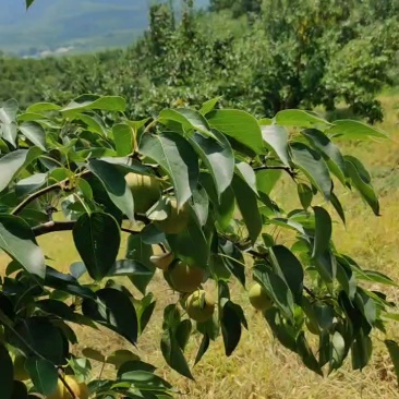 鞍山南果梨