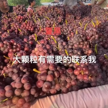 夏黑