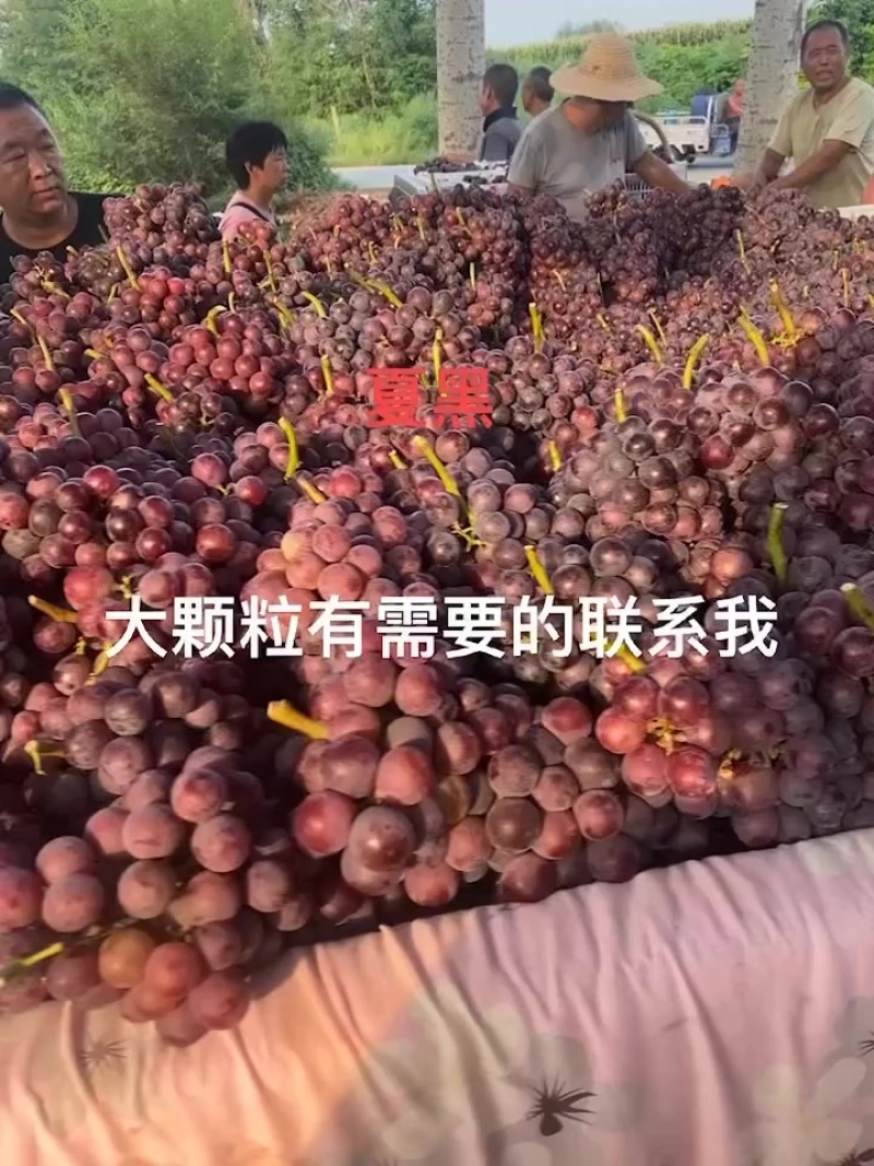 夏黑