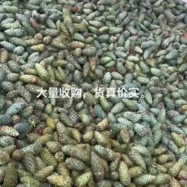 刚摘的松果