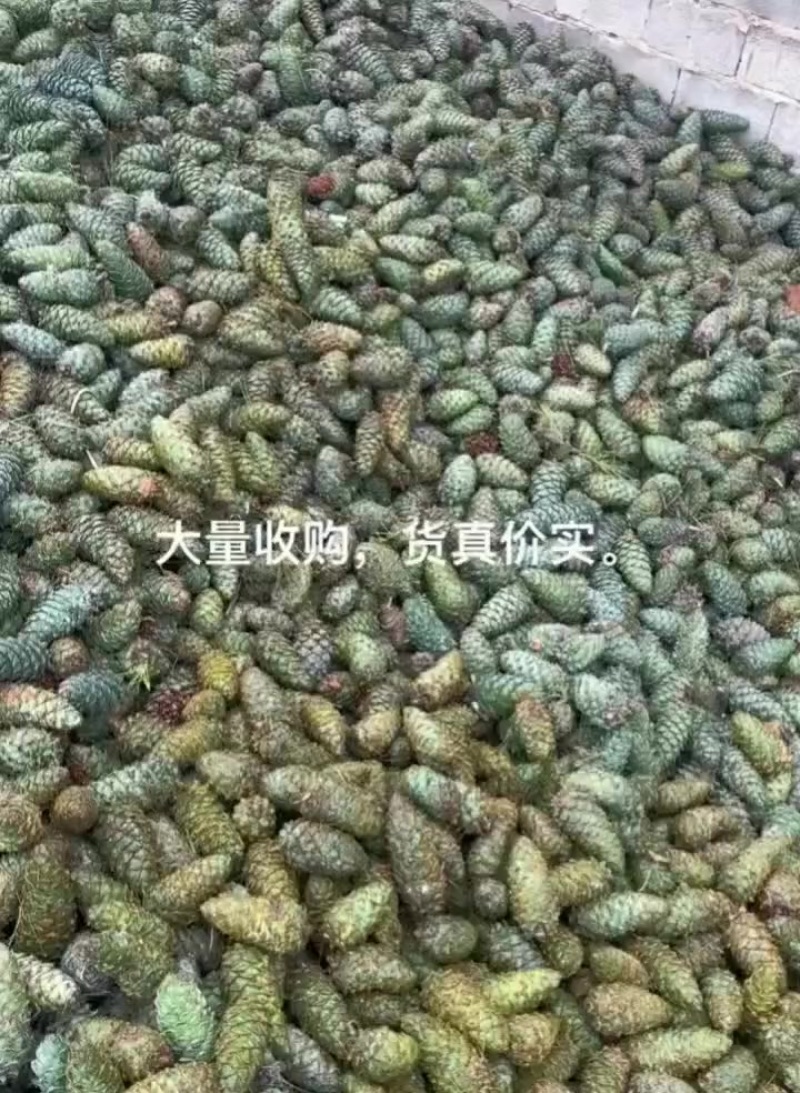 刚摘的松果
