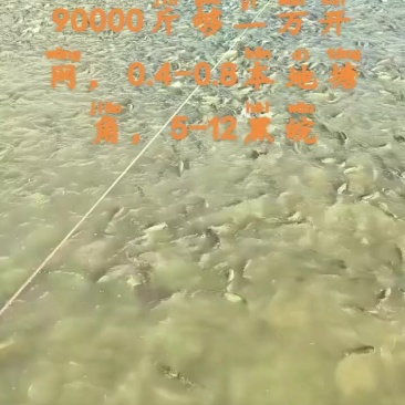 超市皖，塘头货