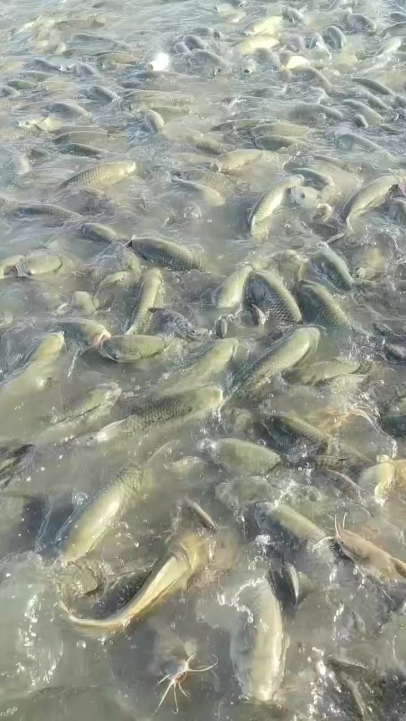 超市皖，塘头货