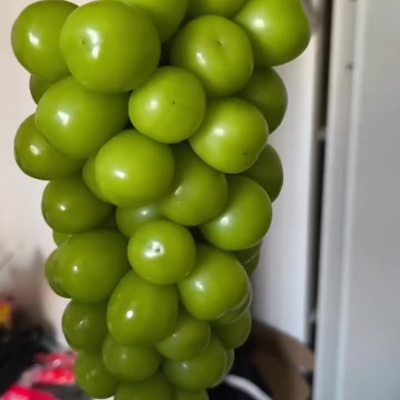 湖南阳光玫瑰普通大批量卖