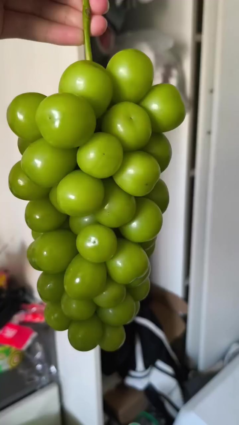 湖南阳光玫瑰普通大批量卖