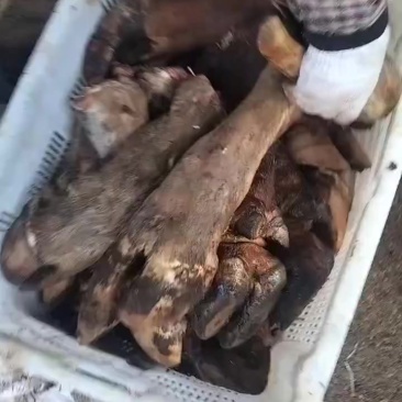 公牛蹄母牛蹄