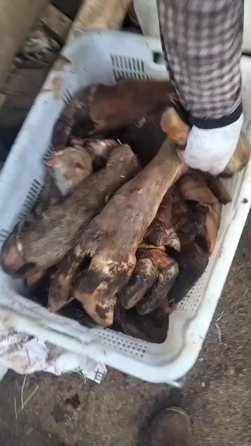 公牛蹄母牛蹄