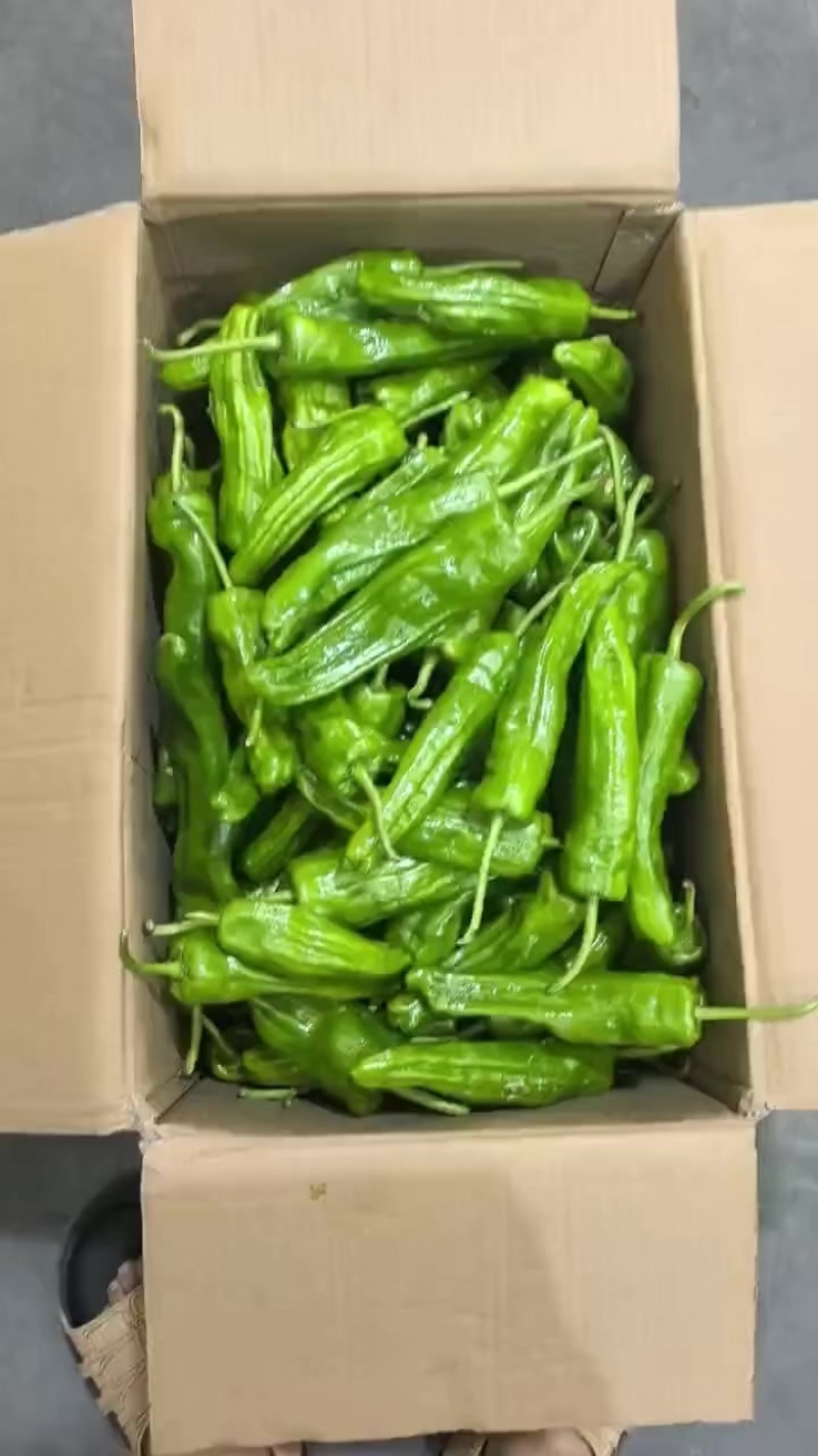 长阳青椒
