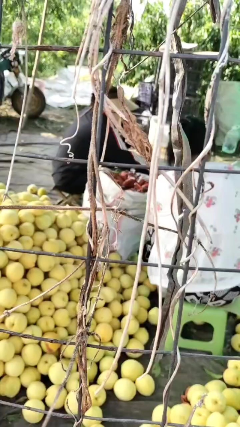 桃