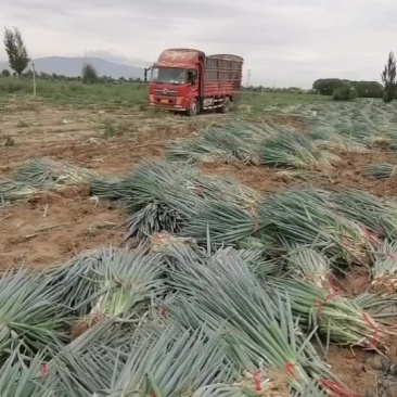 铁杆大葱