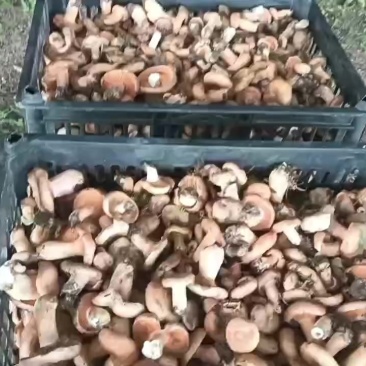 高原寒菌