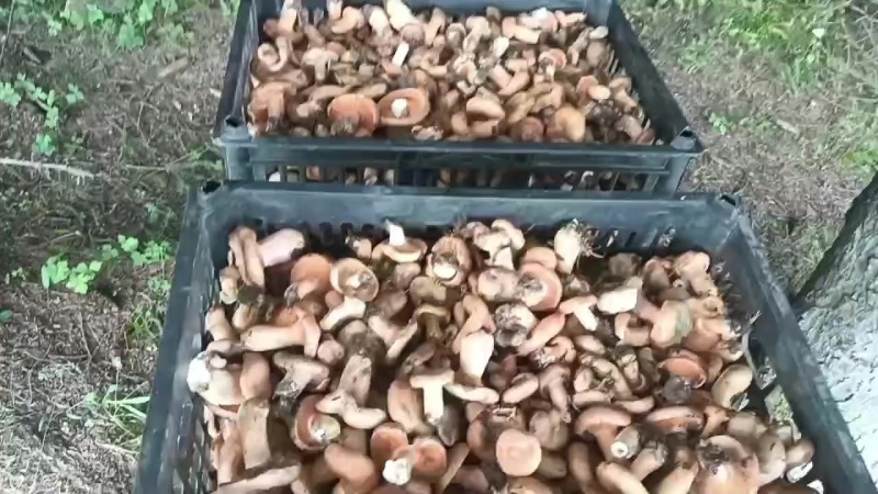 高原寒菌