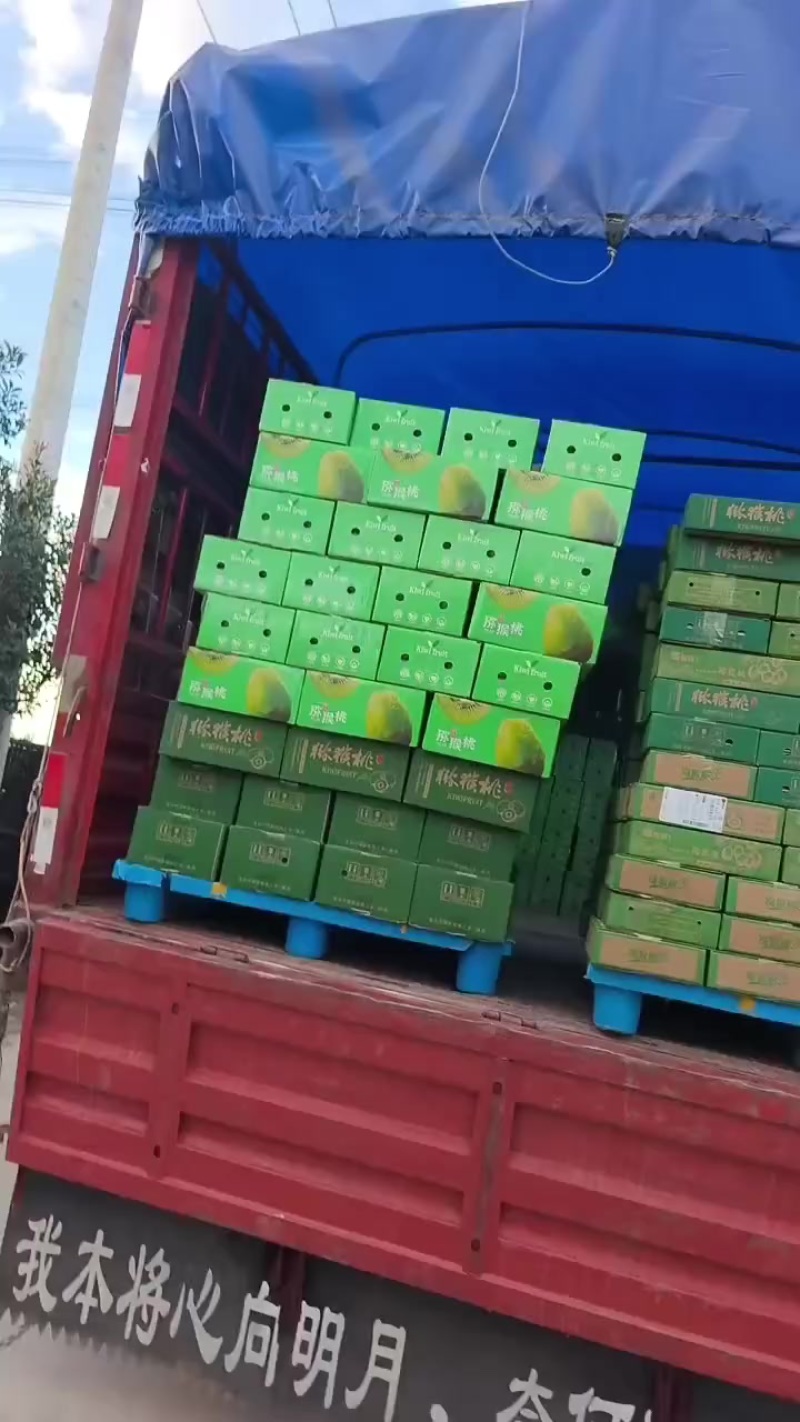 陕西猕猴桃