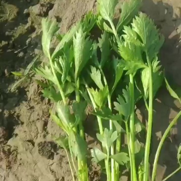 滑县优质芹菜苗，法国皇后，