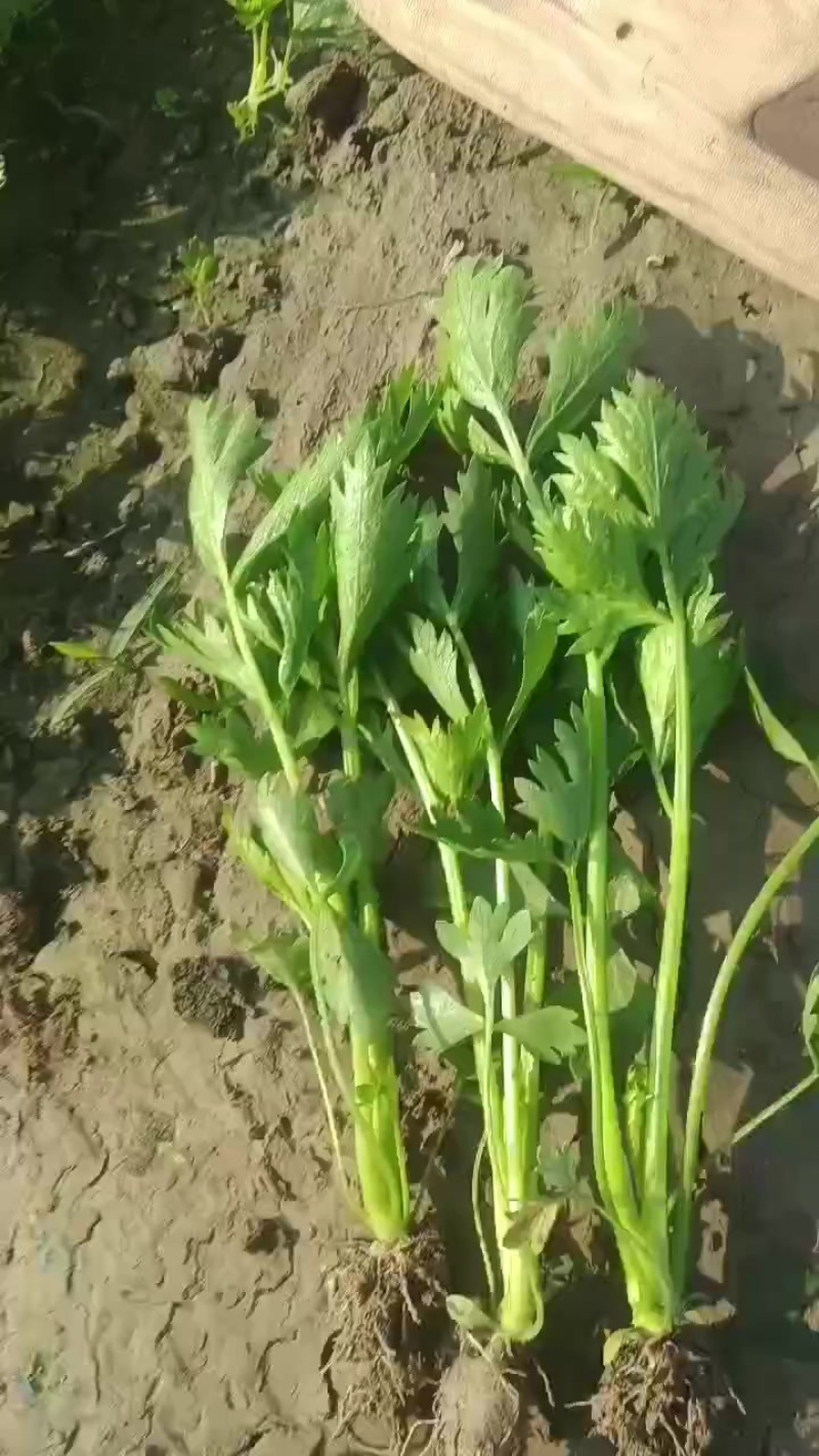 滑县优质芹菜苗，法国皇后，