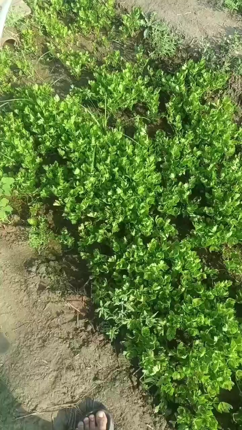 滑县优质芹菜苗，法国皇后，