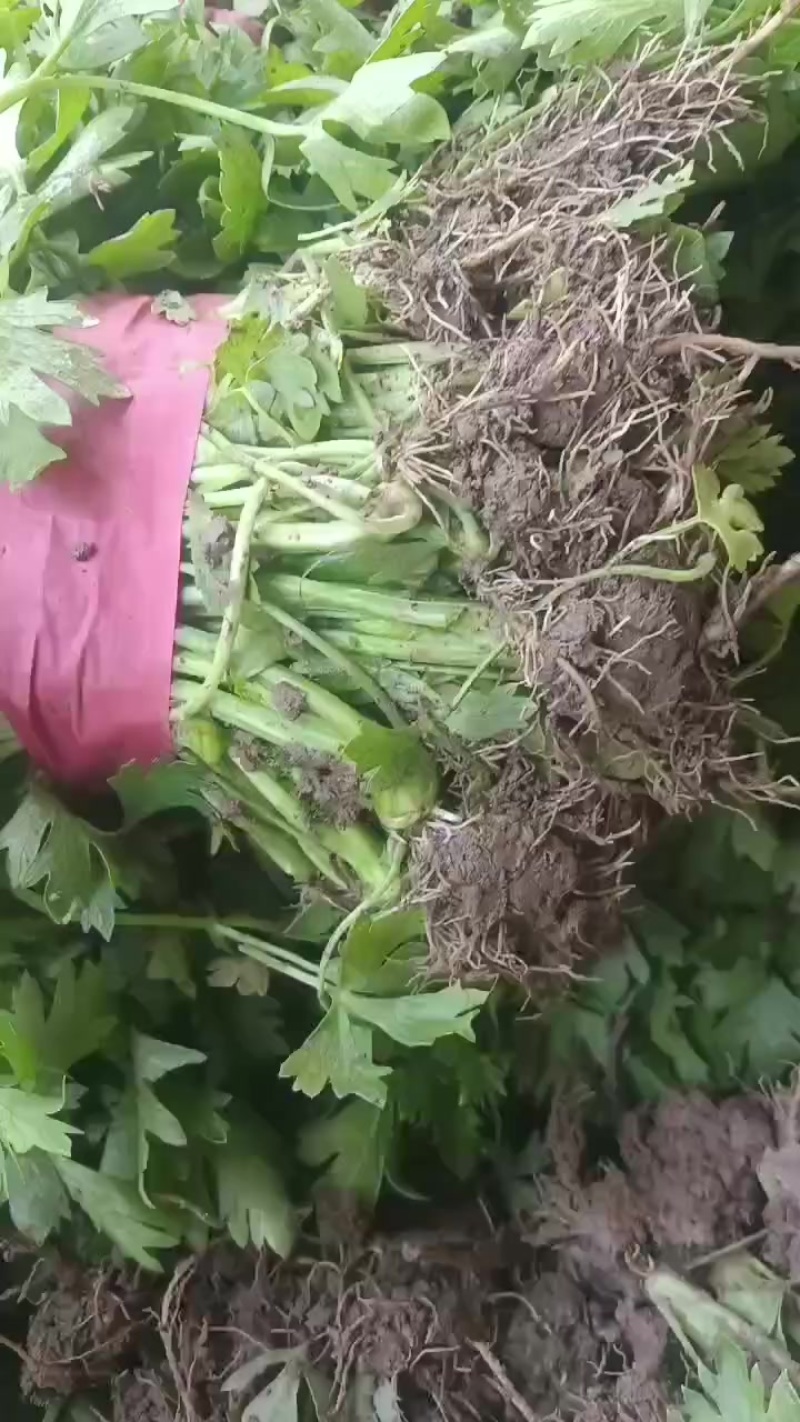 滑县优质芹菜苗，法国皇后，