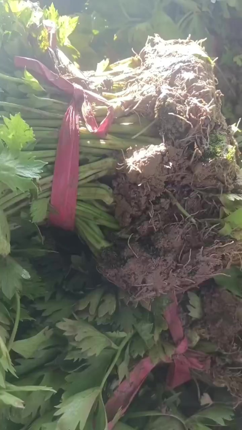 滑县优质芹菜苗，法国皇后，