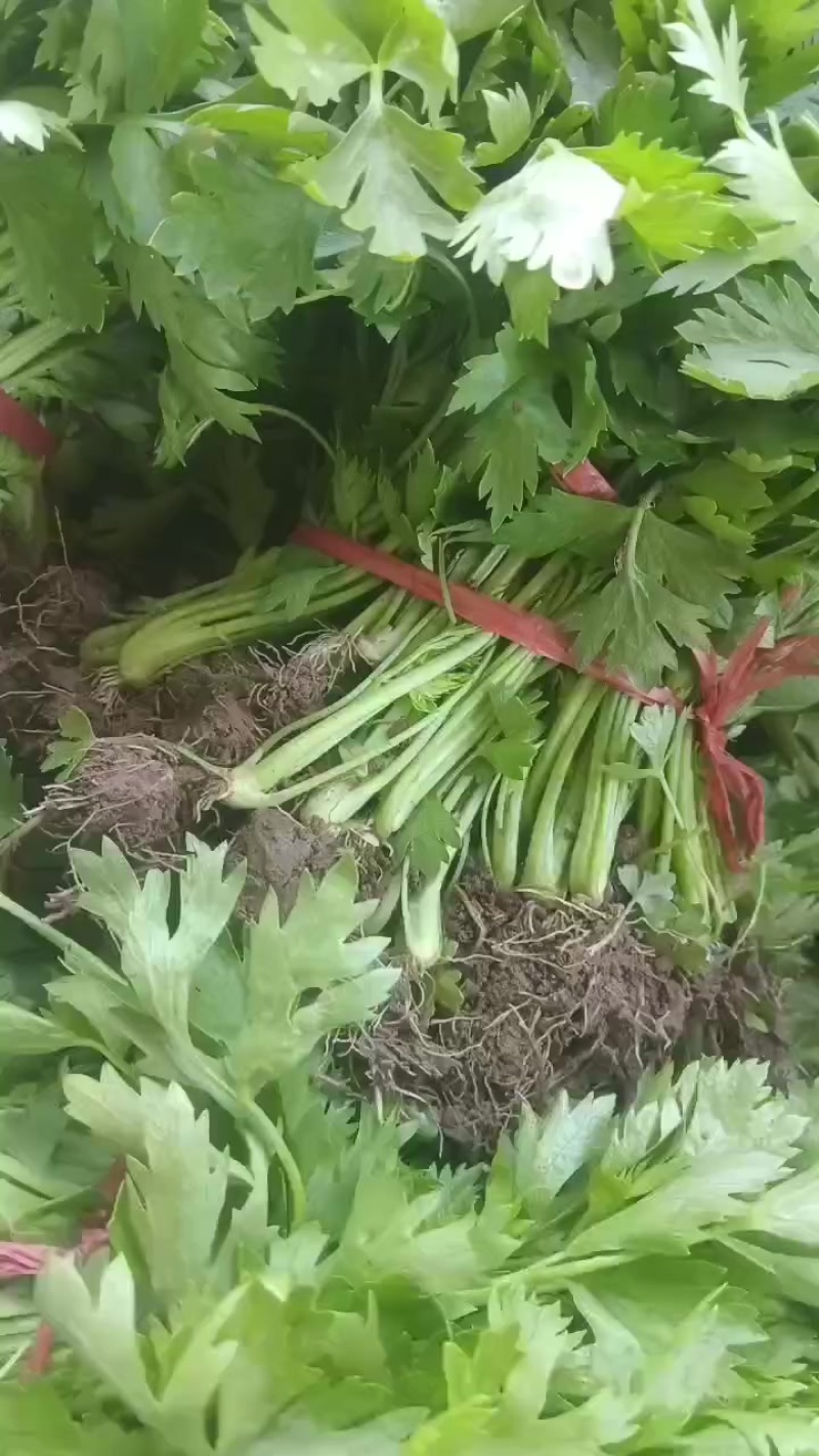 滑县优质芹菜苗，法国皇后，