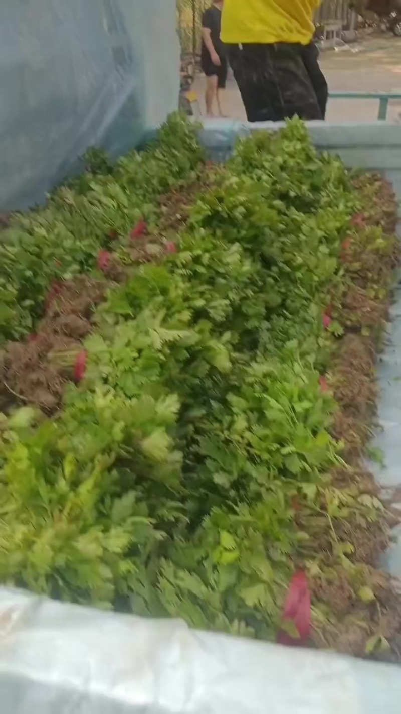 滑县优质芹菜苗，法国皇后，