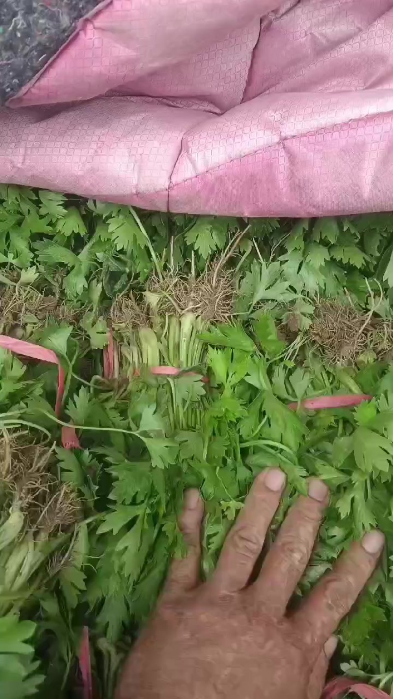 滑县优质芹菜苗，法国皇后，
