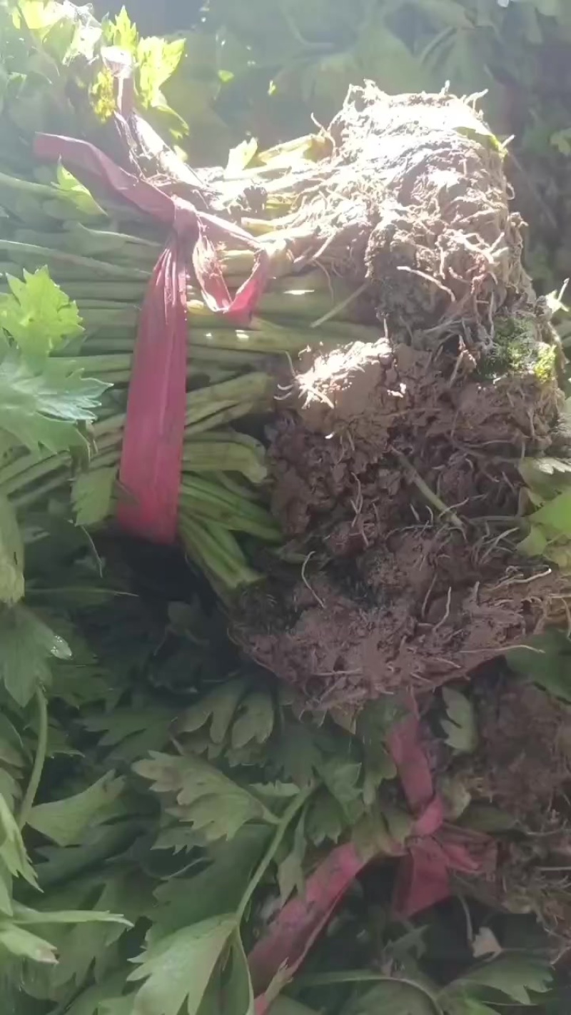滑县优质芹菜苗，法国皇后，