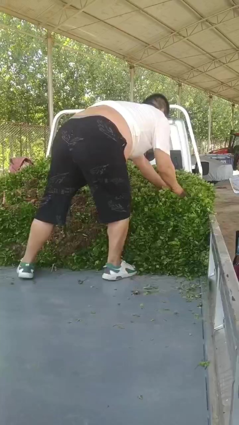 滑县优质芹菜苗，法国皇后，