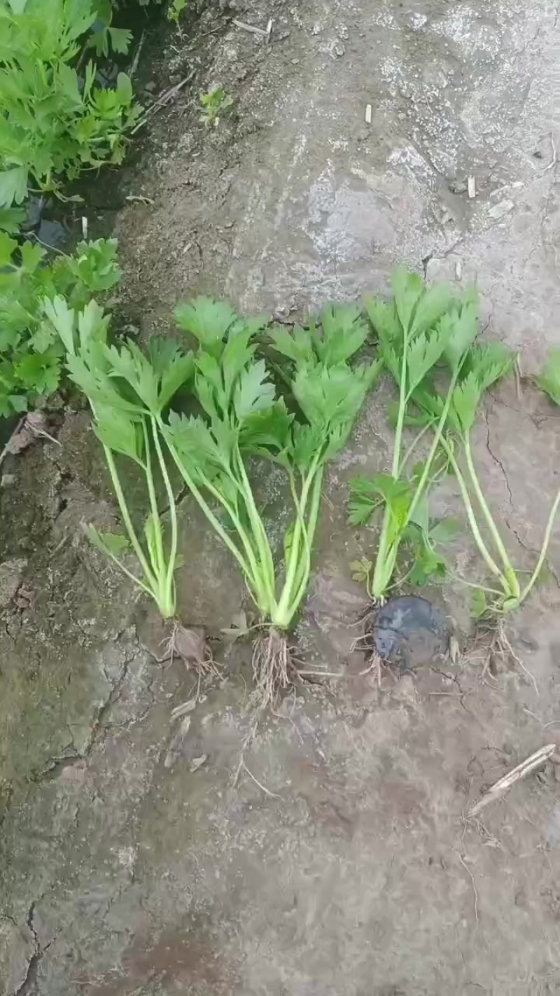 滑县优质芹菜苗，法国皇后，