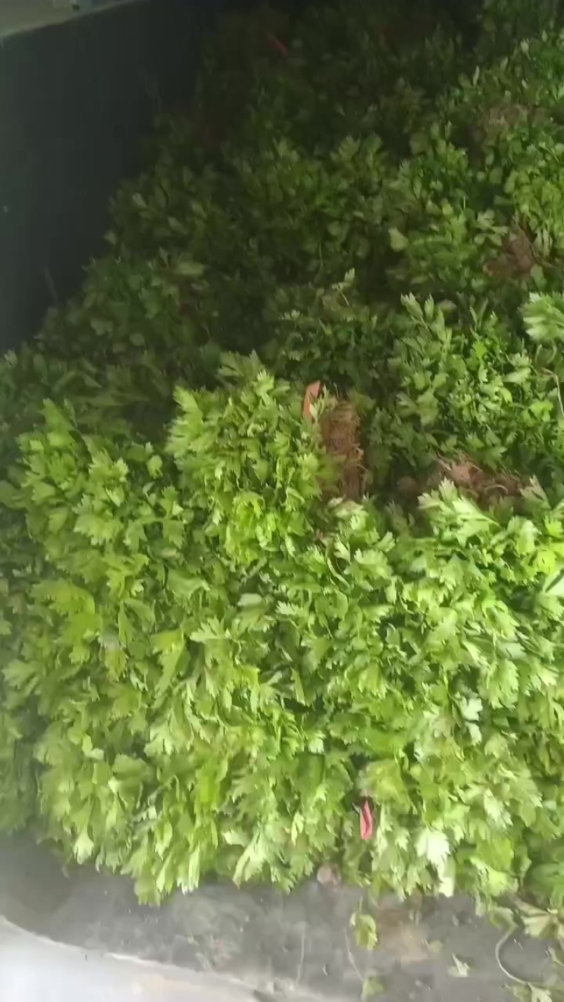 滑县优质芹菜苗，法国皇后，