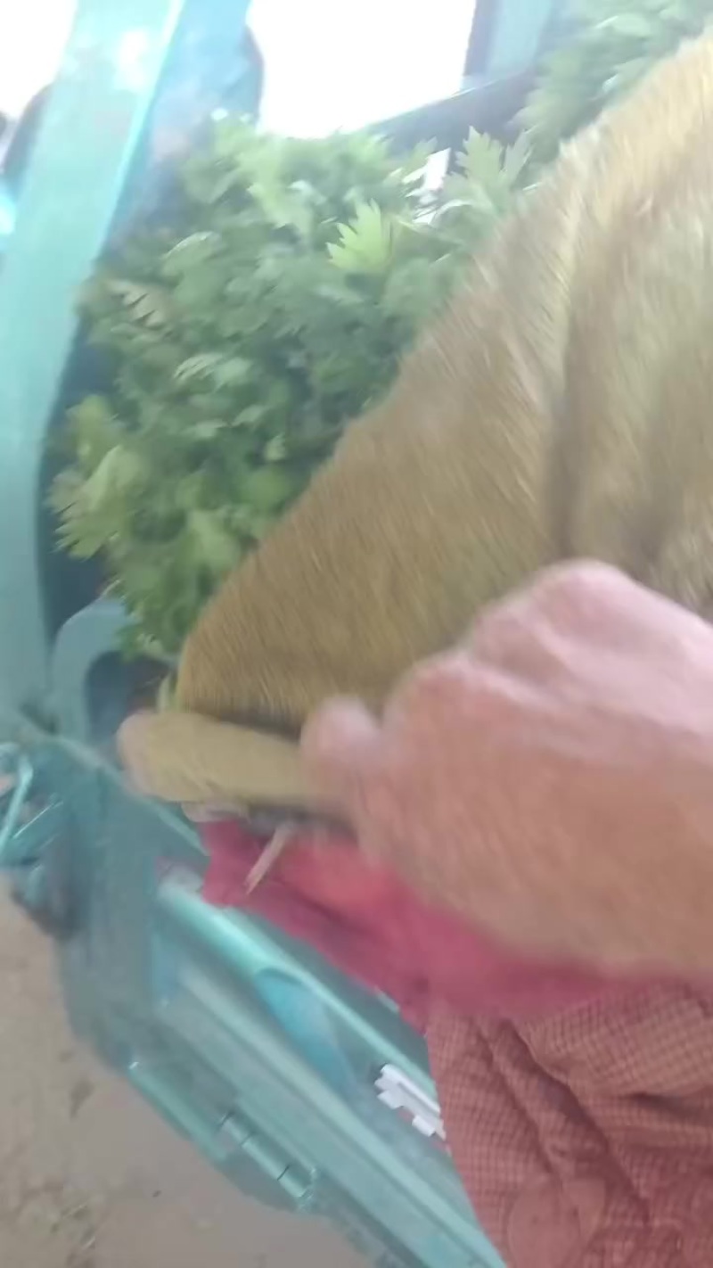 滑县优质芹菜苗，法国皇后，