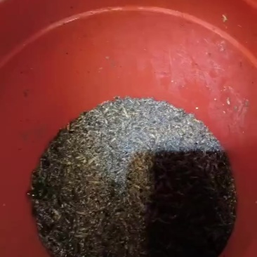 蝲蝲蛄