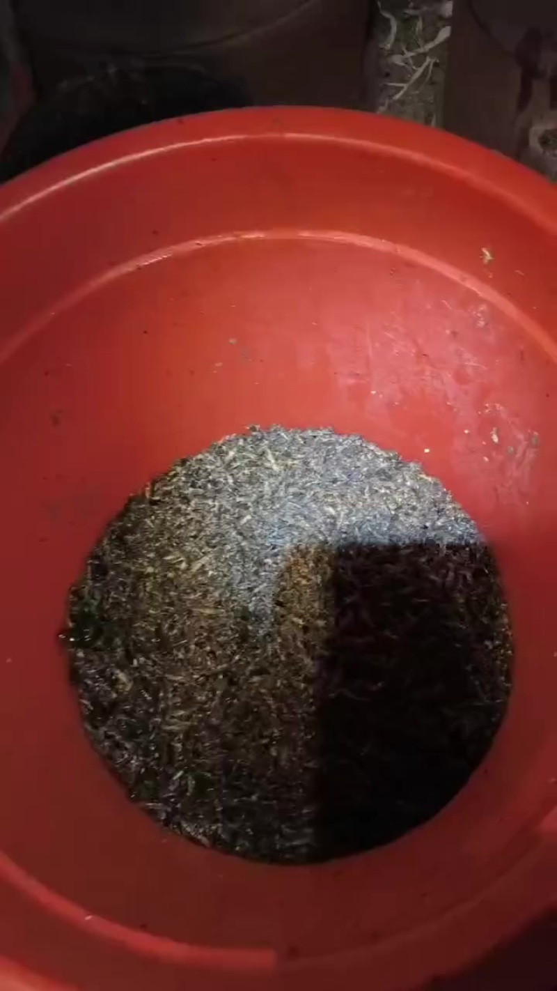 蝲蝲蛄