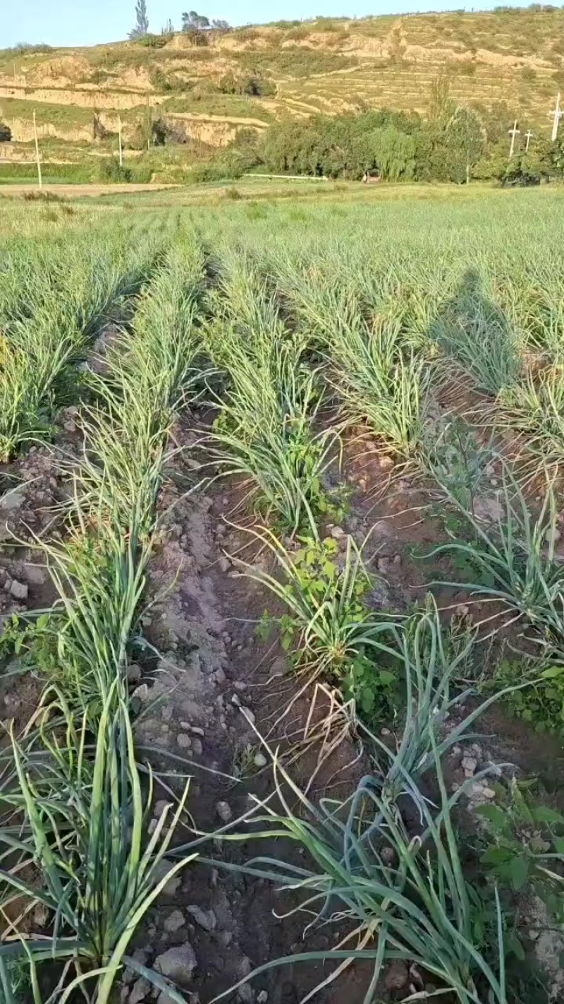 宁夏海原山门旱地大红葱