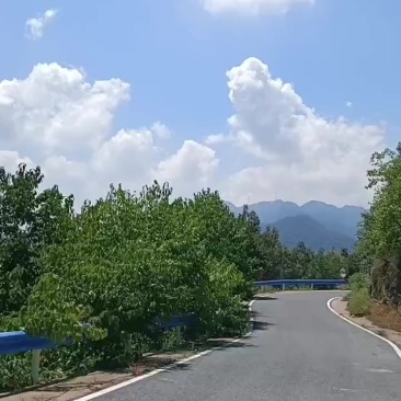 辛夷花