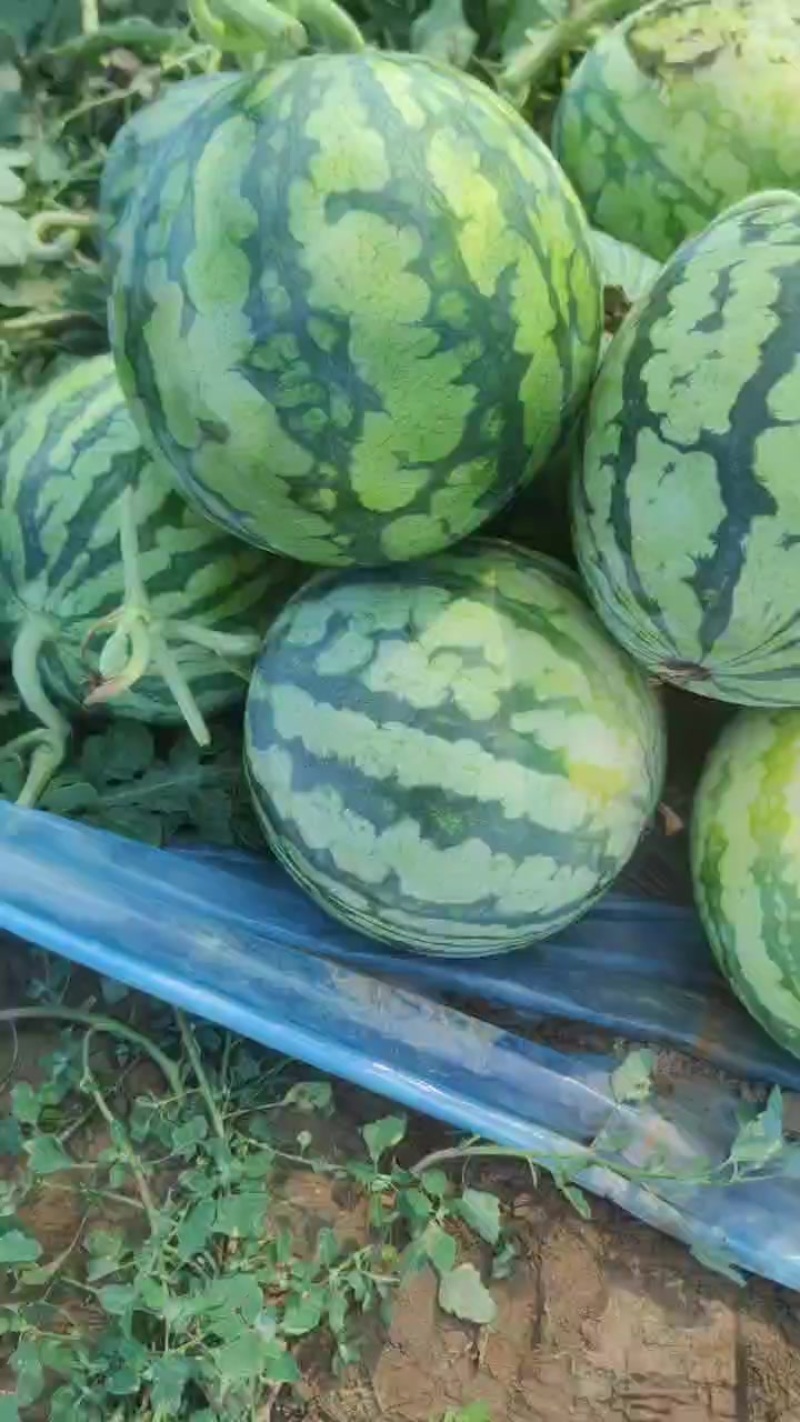 无籽麒麟