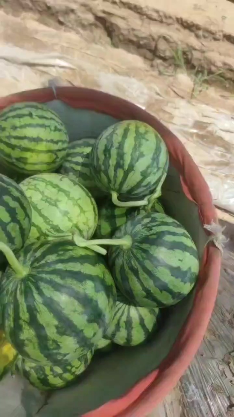 无籽麒麟