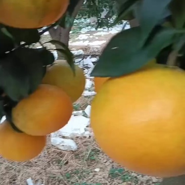 平和葡萄柚.三红葡萄柚