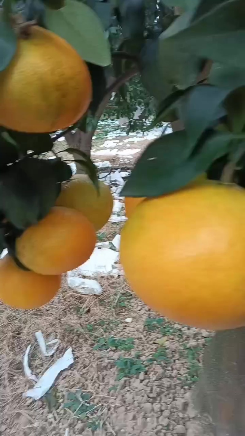 平和葡萄柚.三红葡萄柚