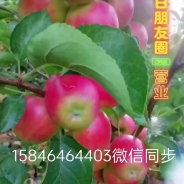大量出售龙丰